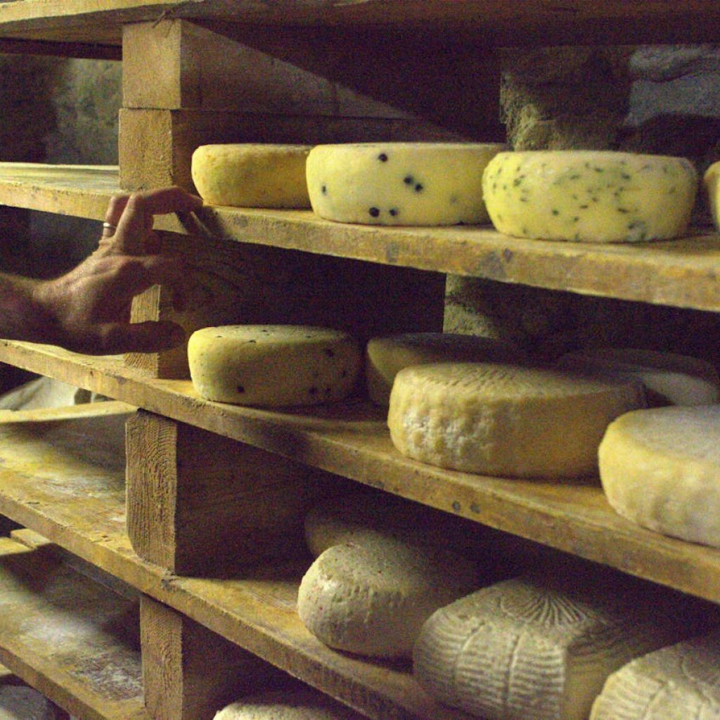 AMAZING PRIVATE – PECORINO FACTORY, SAN GIMIGNANO & CHIANTI CLASSICO WINE TOUR – Tour length 8 hrs